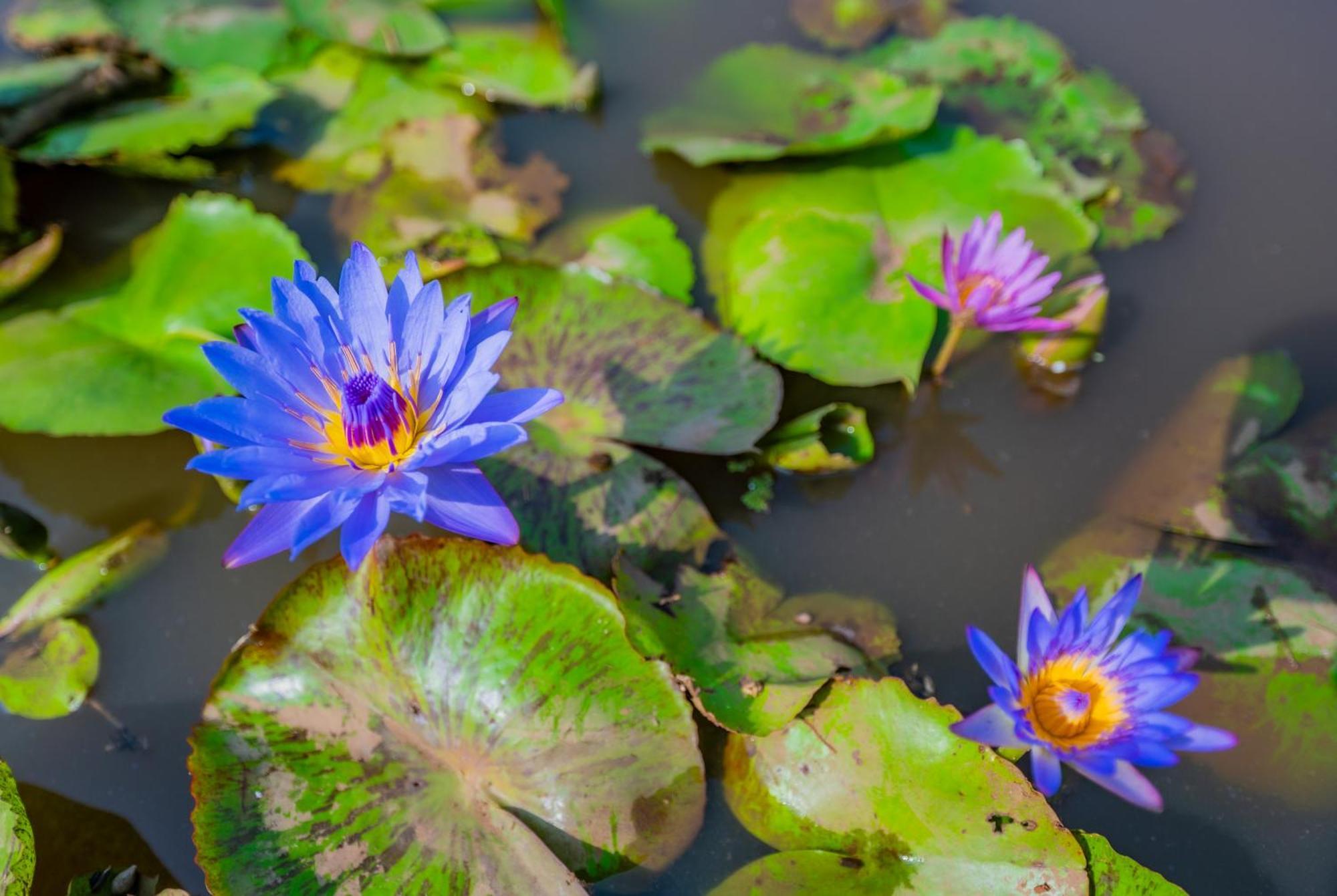 Lotus Leaf Pali (Raigad) Exterior foto